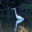 Grande Aigrette