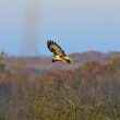 Buse variable s’envolant