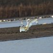 Grande Aigrette