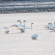 Cygnes de Bewick