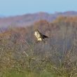 Buse variable posée