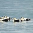 Eiders à duvet sur le lac Léman