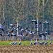 Envol de Grues cendrées