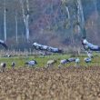 Arrivée des Grues cendrées