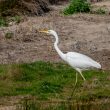 Grande Aigrette