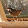 Mésange noire à la mangeoire