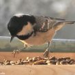 Mésange noire à la mangeoire