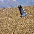 Jeune Grue cendrée s’envolant