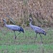 Grues cendrées adulte et juvénile