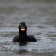 Macreuse brune mâle dans l’Ardenne belge