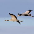 Grues cendrées adulte et juvénile