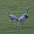 Grues cendrées adultes et juvénile