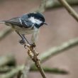 Mésange noire dans l’Ain