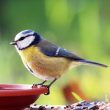 6ème comptage national des oiseaux des jardins