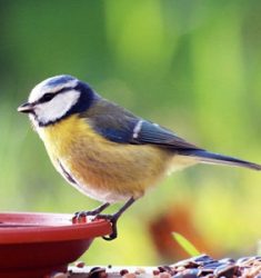 6ème comptage national des oiseaux des jardins