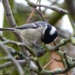 Mésange noire dans le Bas-Rhin