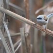 Rémiz penduline