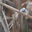 Rémiz penduline