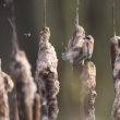 Rémiz penduline