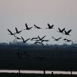 Envol des Grues cendrées à Saint-Denis du Payré