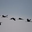 Grues cendrées à Saint-Denis du Payré