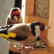 Chardonnerets élégants sur une mangeoire