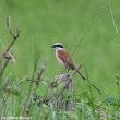 Les oiseaux qui ont échappé au projet d’aéroport de Notre-Dame-des-Landes