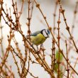 Mésange bleue