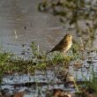 Pipit farlouse