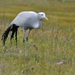 Comment expliquer la présence d’une population isolée de Grues de paradis à Etosha ?