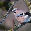 Geai des chênes attiré par la foule des passereaux à la mangeoire