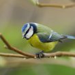 Mésange bleue approchant de la mangeoire