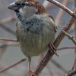 Moineau domestique dans mon jardin