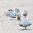 La couleur du bec du Cygne de Bewick serait liée au sexe et à la taille