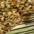 Sizerin cabaret mâle dans un jardin