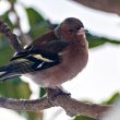 Pinson des arbres aux aguets