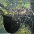 Un couple d’Aigles huppés niche près de trois essaims d’Abeilles géantes au Sri Lanka