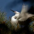 Aigrette garzette paradant