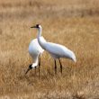 Saint-Valentin : les Grues blanches se fréquenteraient longtemps avant leur première reproduction