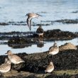 Pluviers argentés, Bécasseaux variable et sanderling