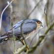 Epervier d’Europe dans un jardin