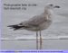 Goéland pontique | Larus cachinnans | Caspian Gull