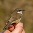 Identifier les mystérieuses Fauvettes babillardes orientales