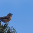 Bec-croisé des sapins