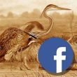 Pourquoi voyez-vous moins les articles d’Ornithomedia sur votre fil Facebook ?