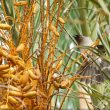 Bulbul des jardins près de Tarifa