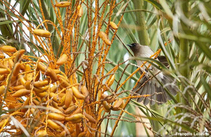 Bulbul des jardins près de Tarifa