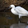 Aigrette garzette