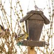 Chardonnerets élégants et Tarin des aulnes