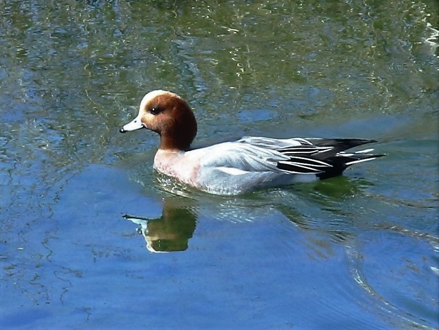 Canard siffleur mâle